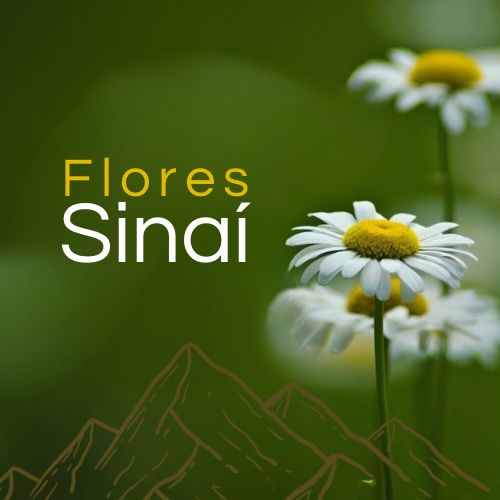 Flores Sinai